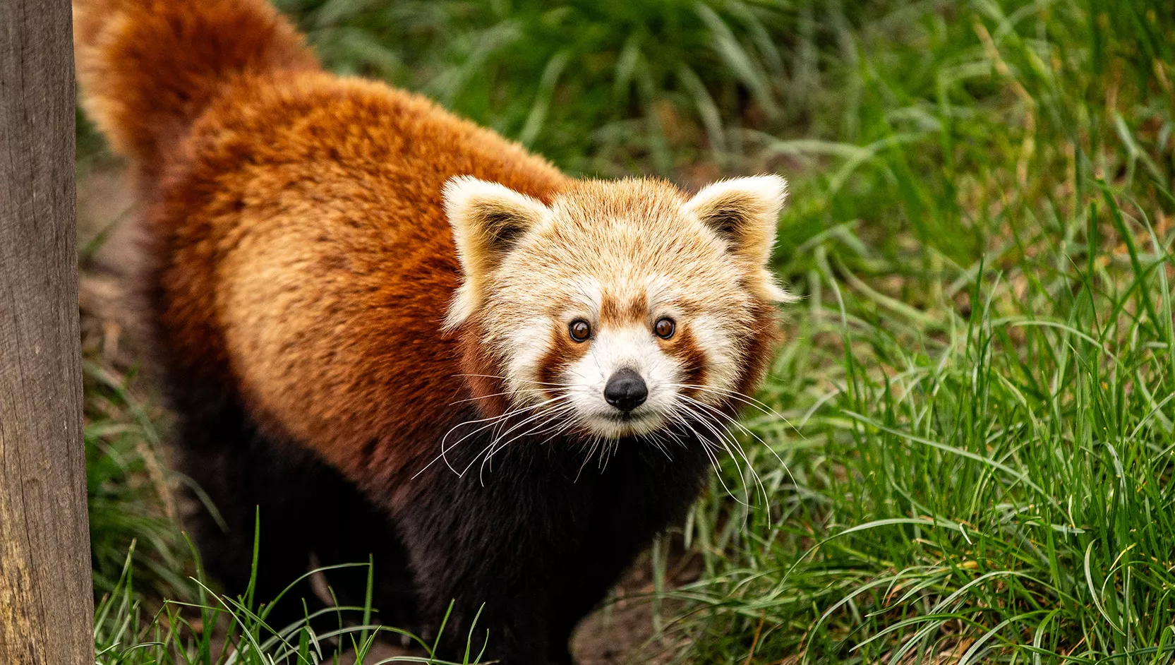 Roter Panda - Serengeti Park